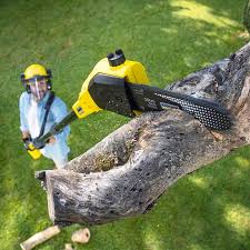 Best Stump Grinding and Removal  in Cedar Hill, TX